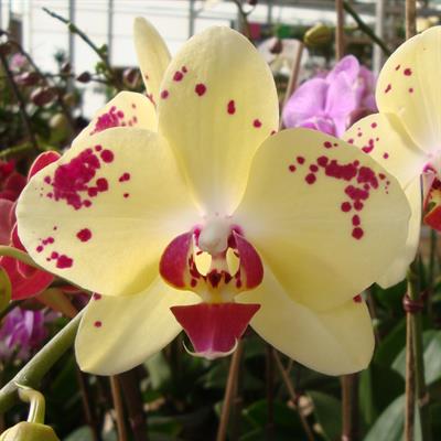Phalaenopsis orchid